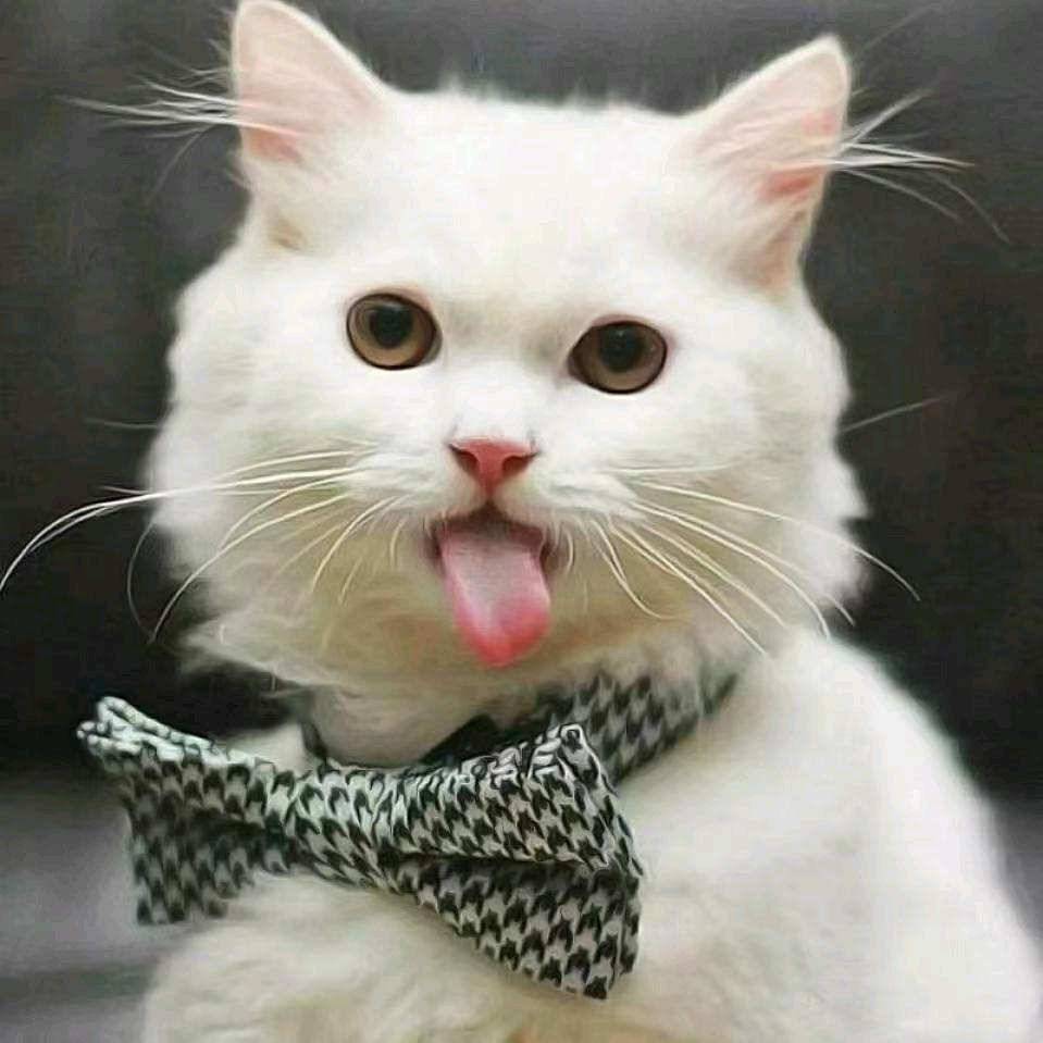 开小差美食好物站（随时直播中…）