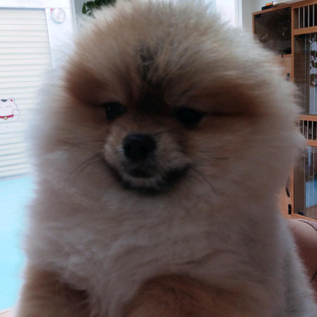 灰泰迪博美养殖户