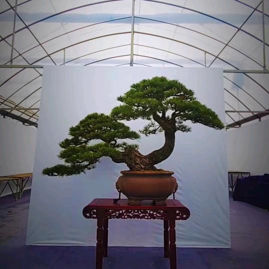 盆景哥
