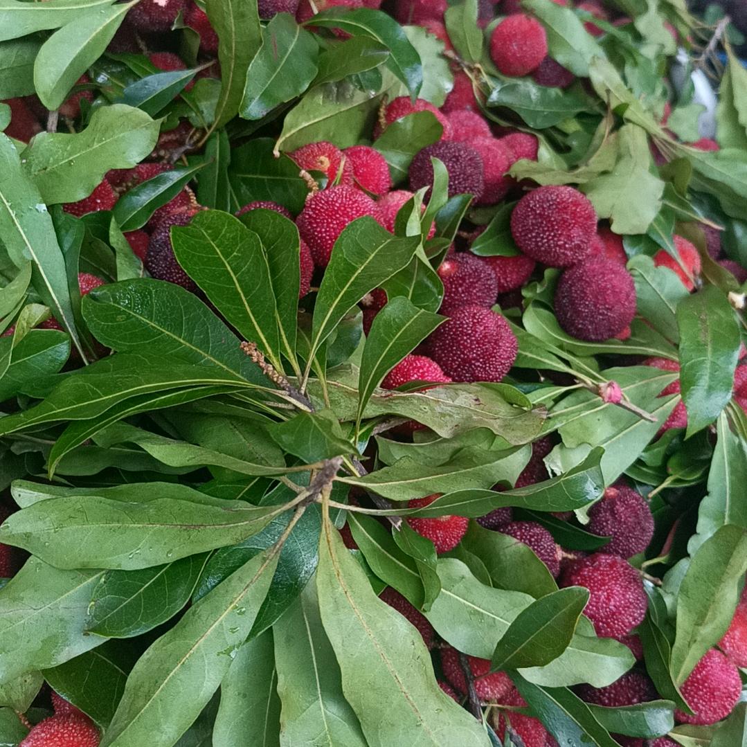 广西泓展农科臻选阁