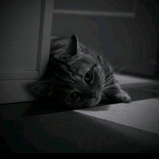 逆光。•᷄ࡇ•᷅