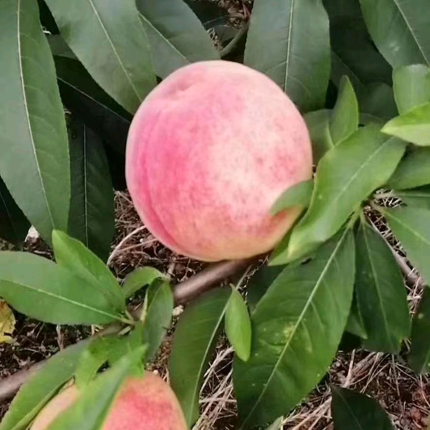 真珍