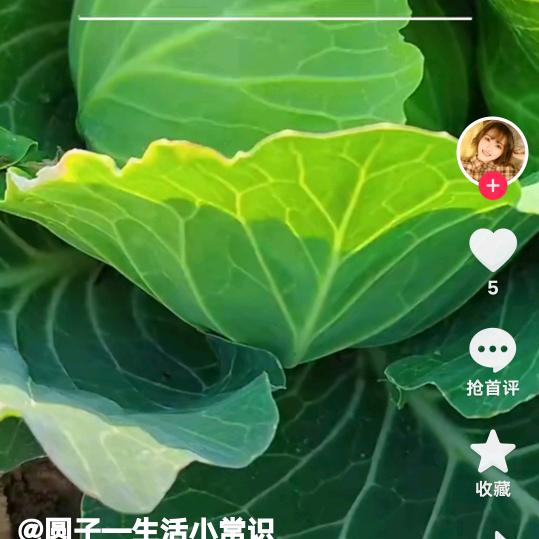 阳光红