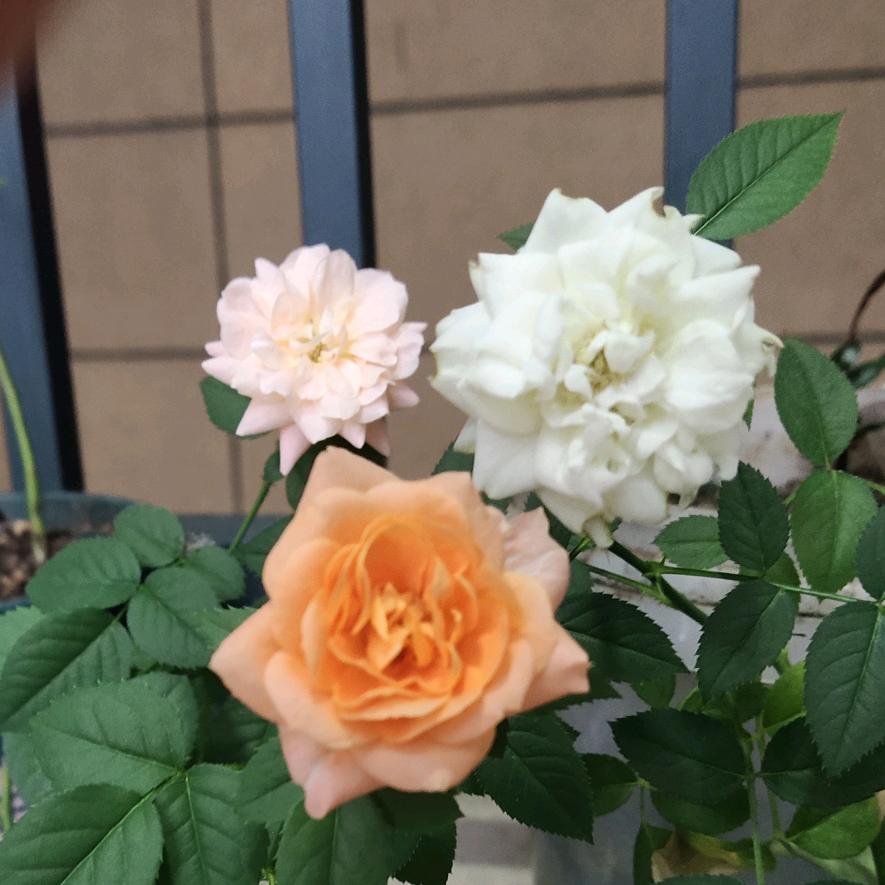 🌸开富贵
