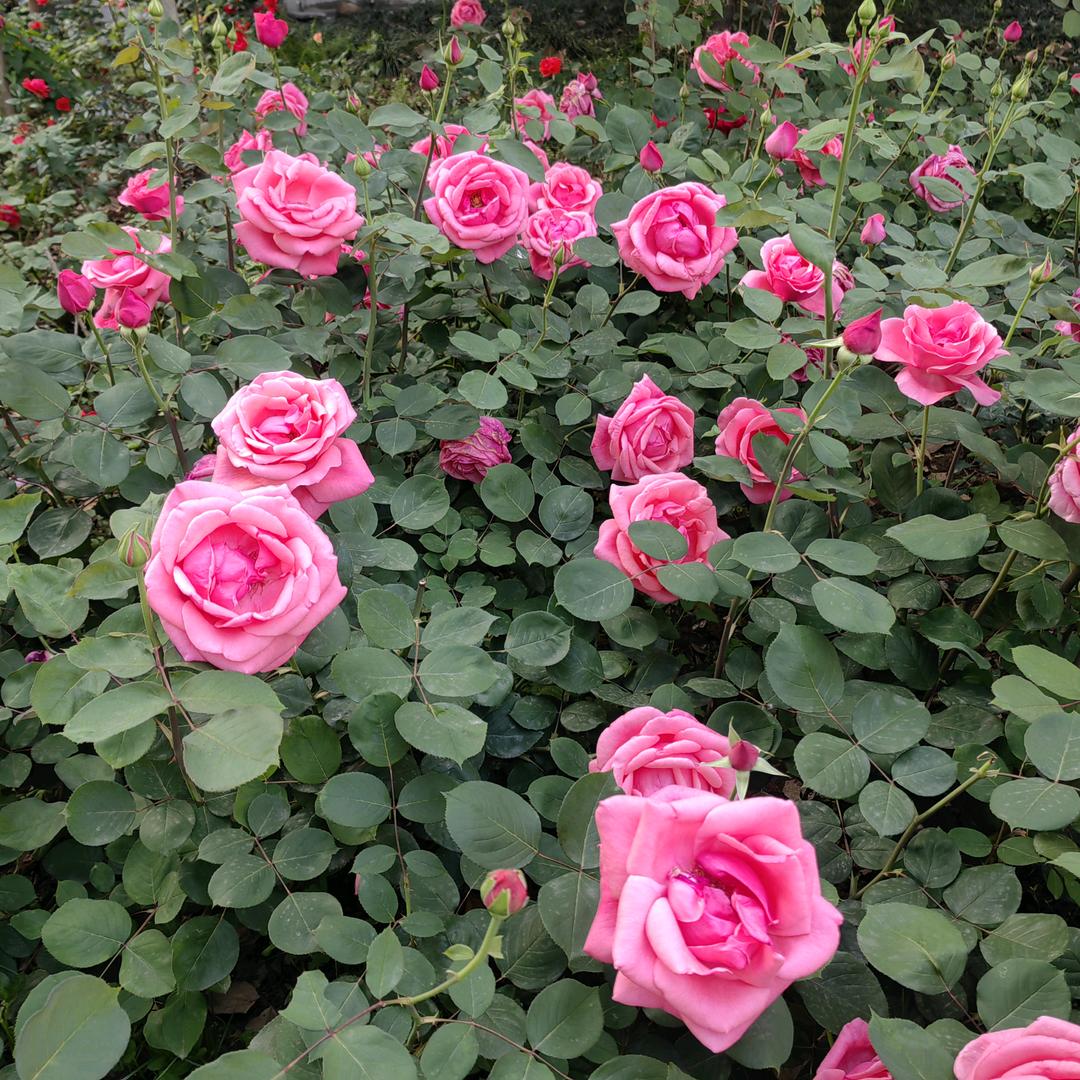 念奴娇🌸