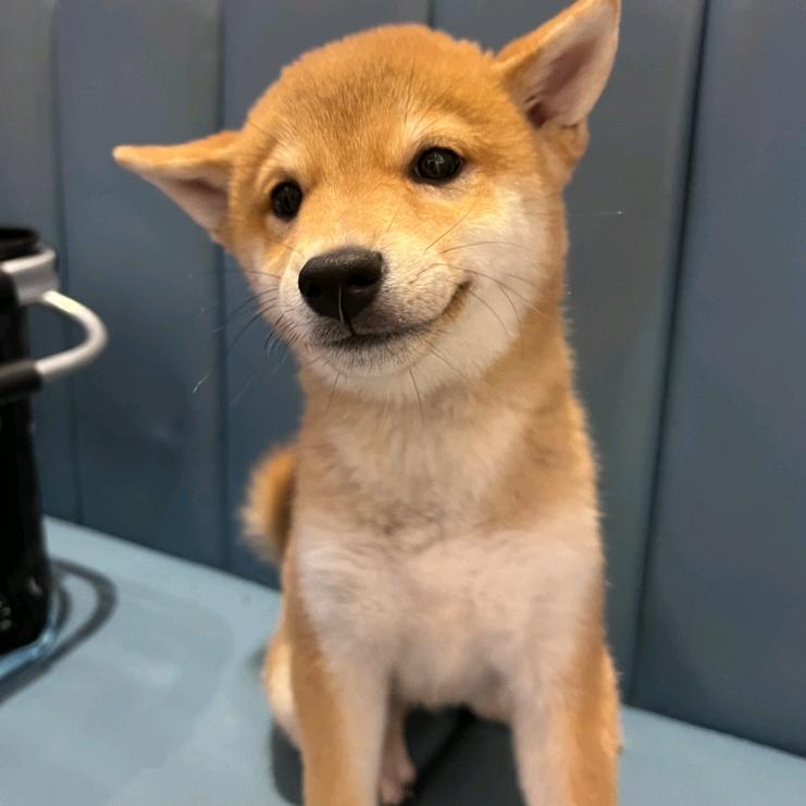 老四聊养狗