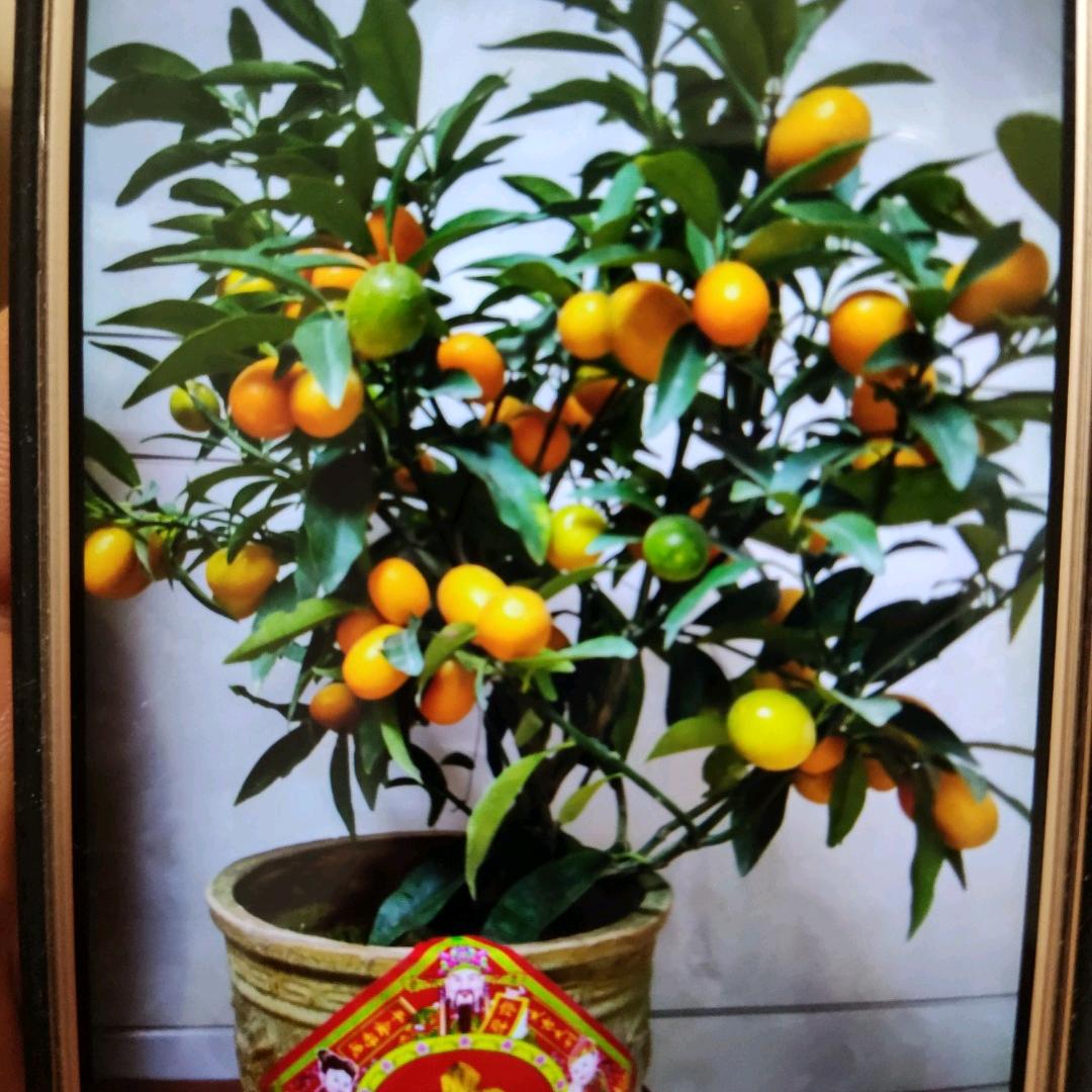 向日葵。