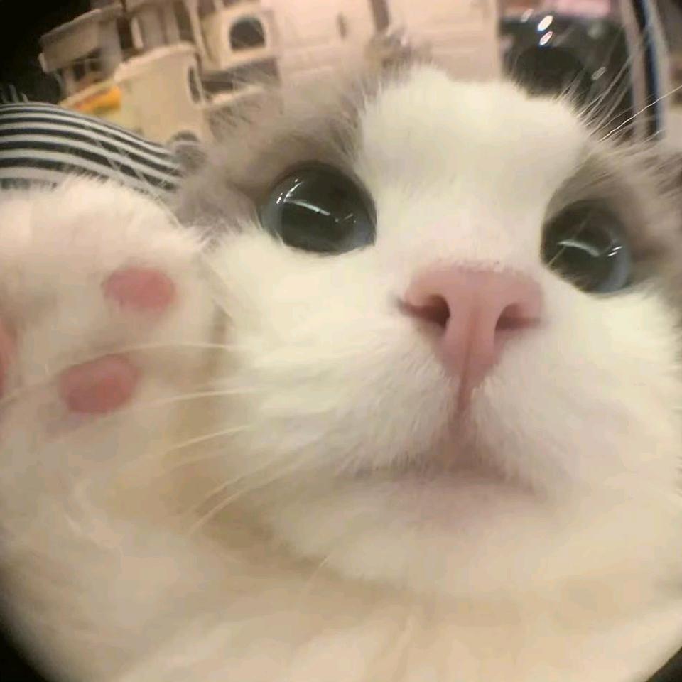 招财喵😻😼😽