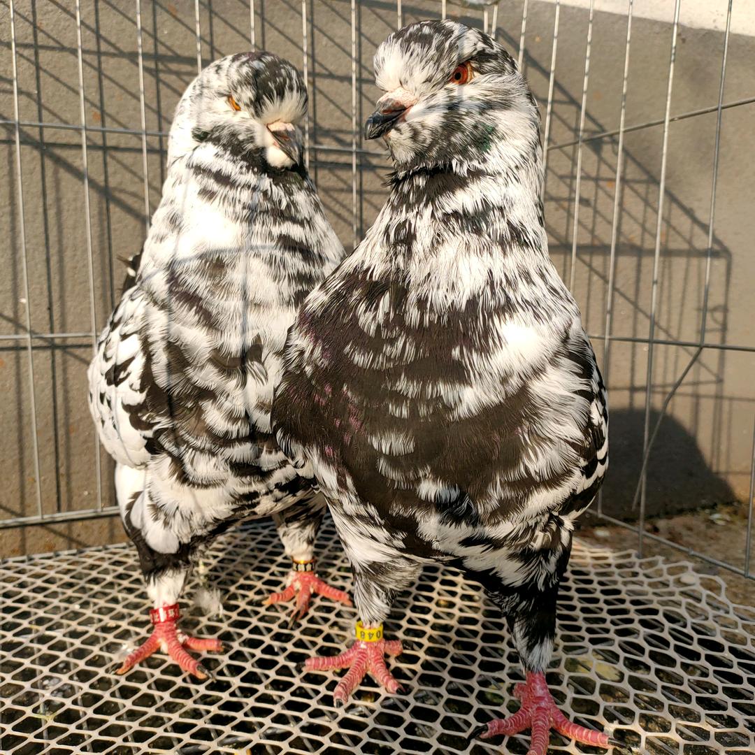 🕊太ꦿ໊阳᭄🕊鸟ꦿ໊