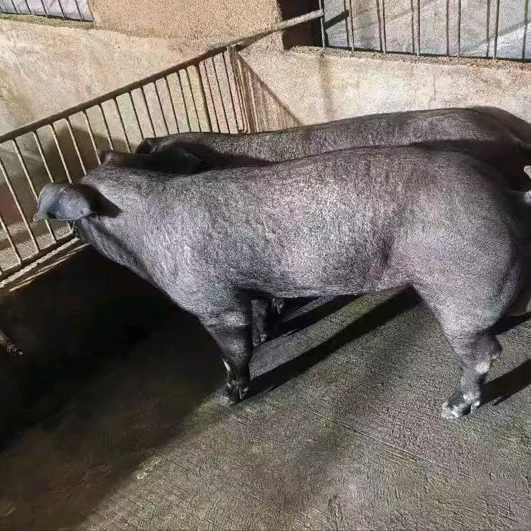 沭阳冰法洋生猪养殖场（个体工商户）