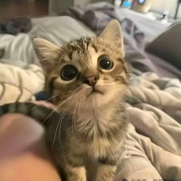 ✴