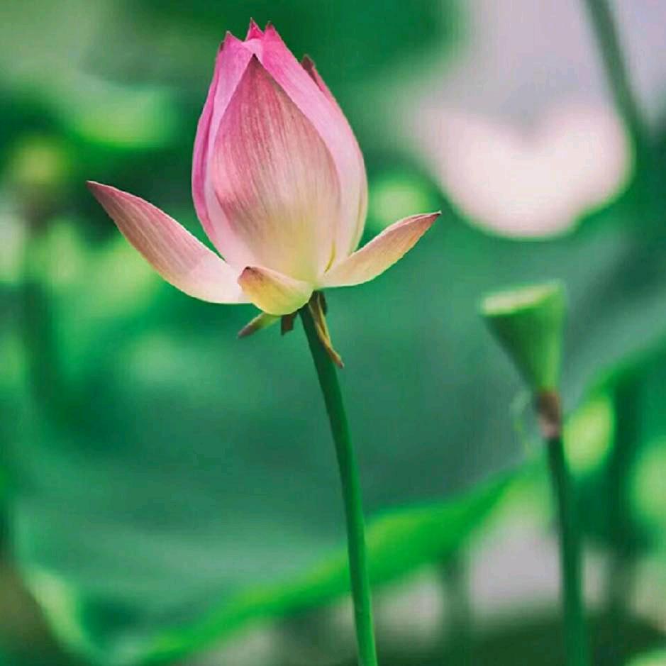 莲花（大舞台）