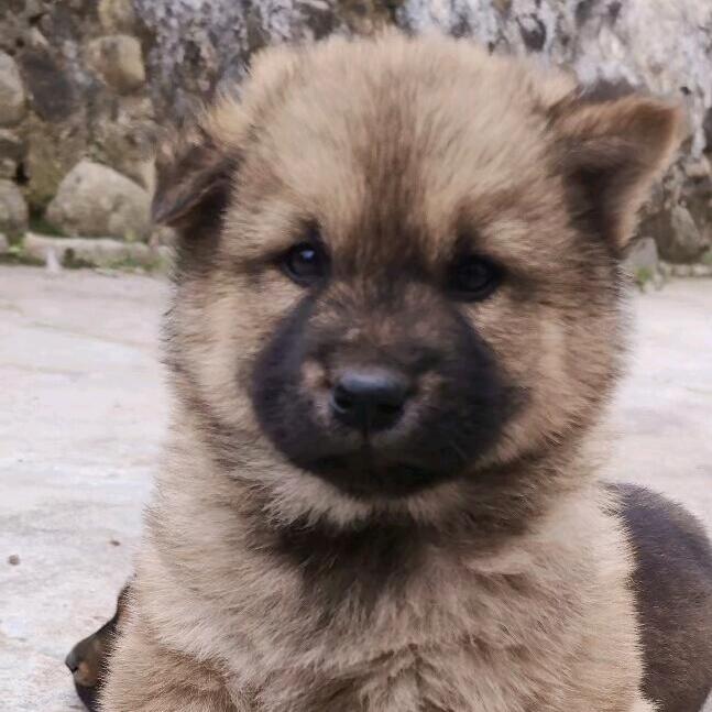 狗市