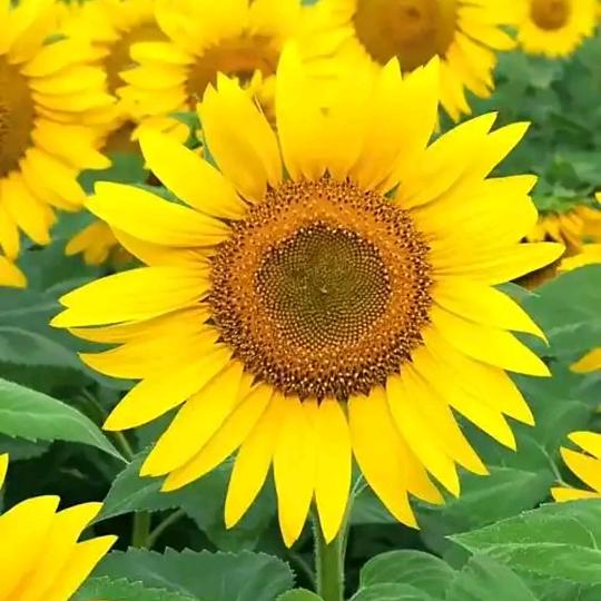 🌻多米🌻