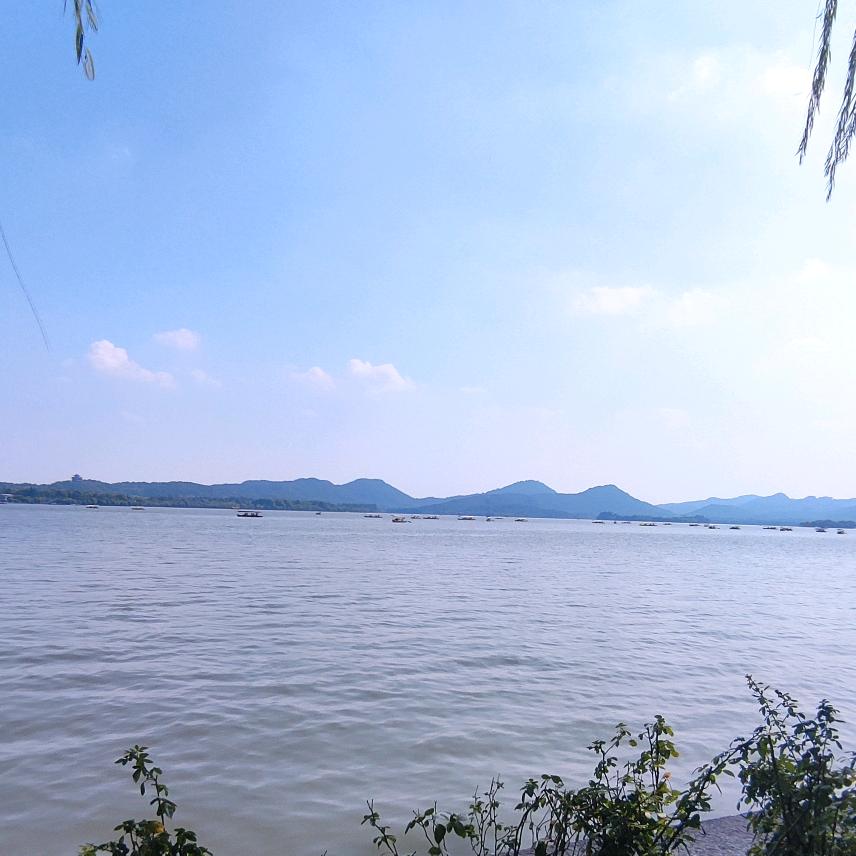 花椒树