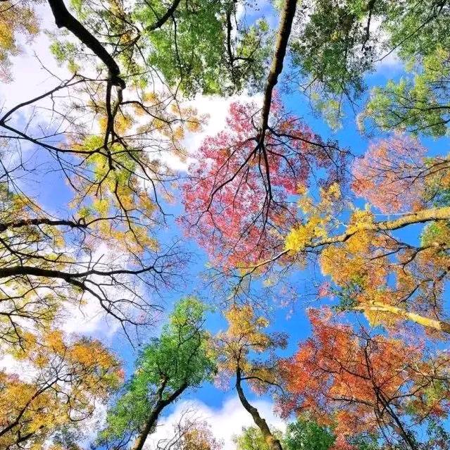 月季花开，豫东钓客