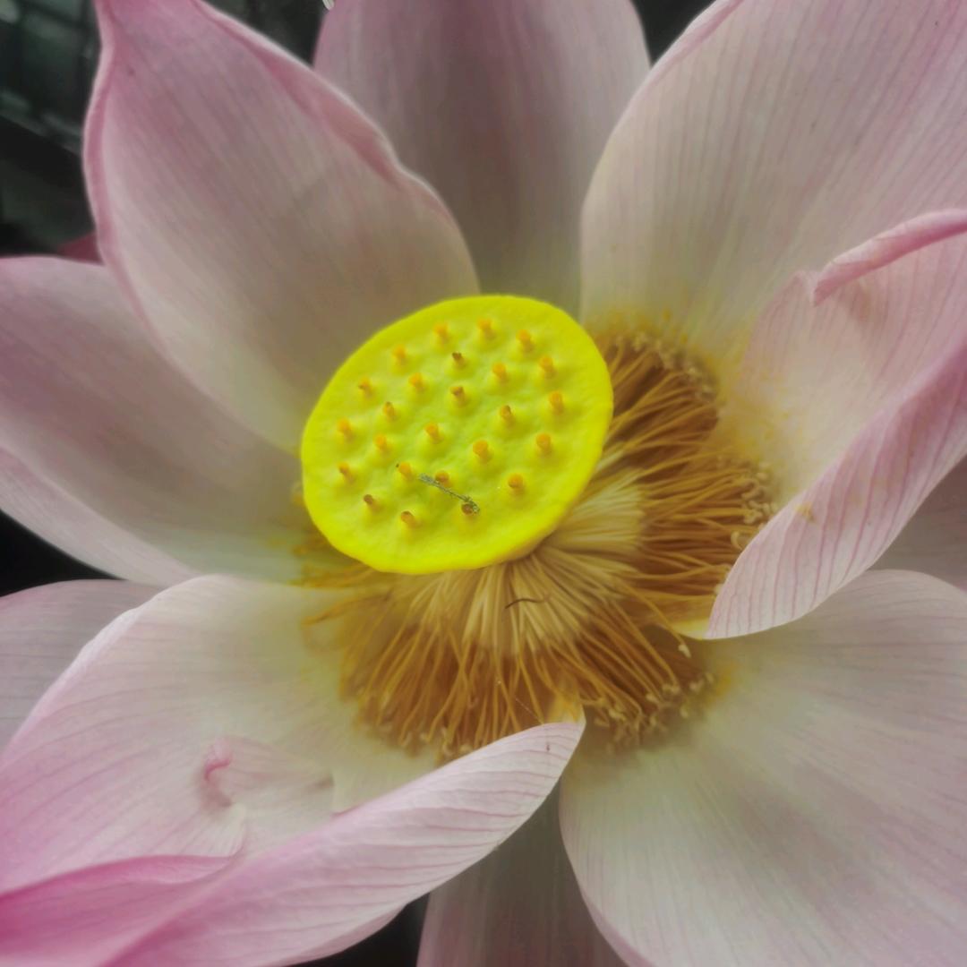 平平安安，好运连连