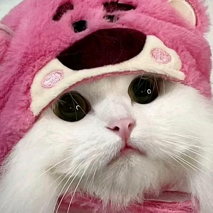 西红柿炒番茄🍅