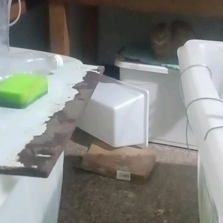 嘉宾宝贝头像