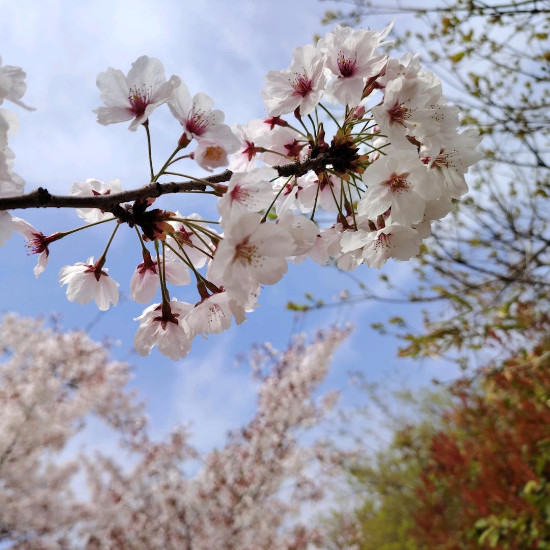 老江湖.卖米粉的