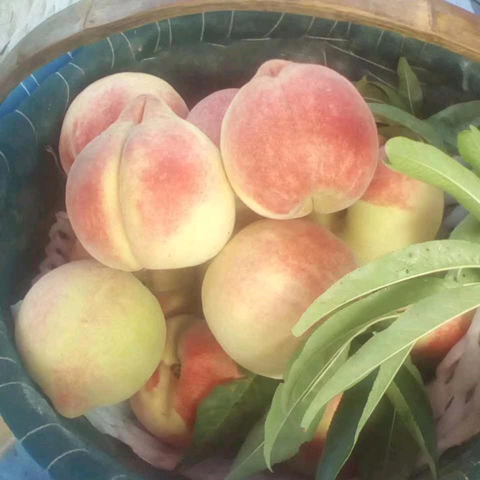 莉娅