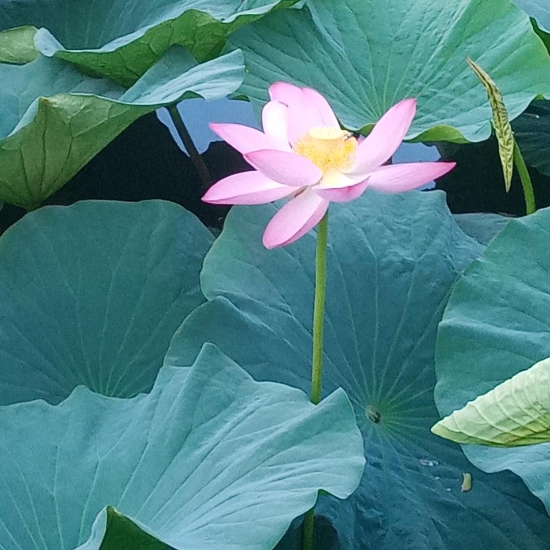 江湖哥