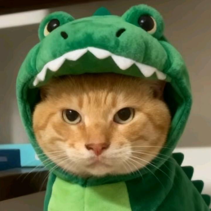 月半猫