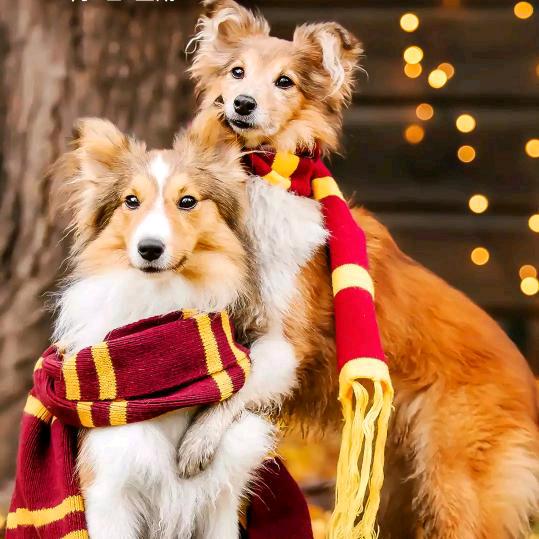 👑小乐乐👩🏻‍🌾