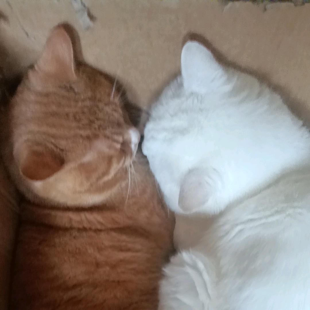 猫大王