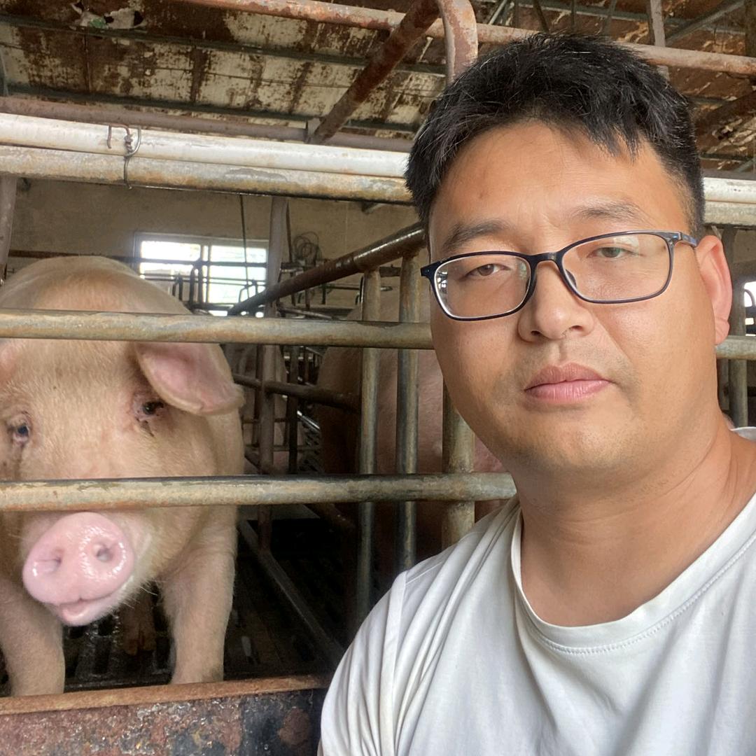 飞哥在养猪