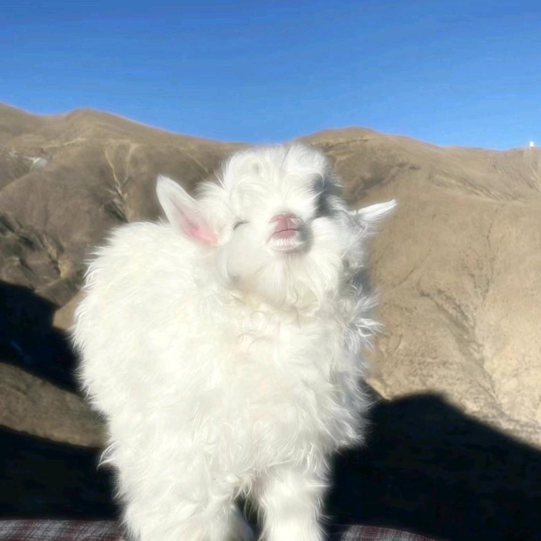 🐮🐮🐑🐑