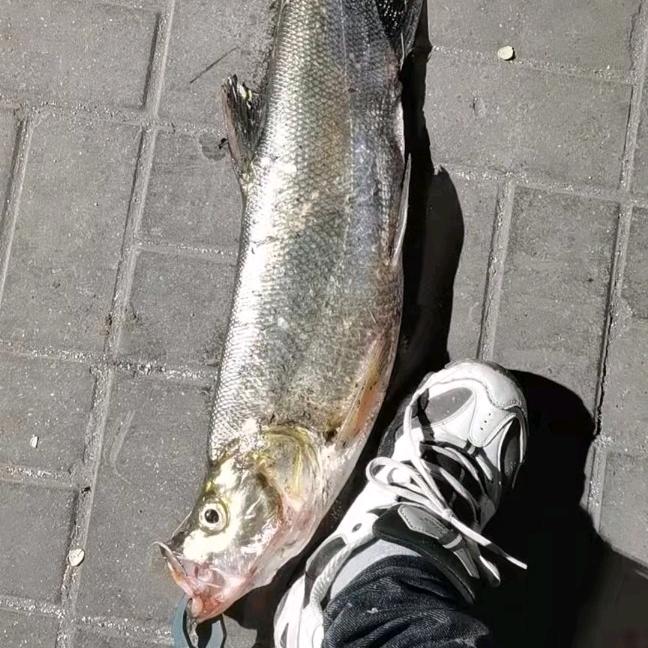 小韩饵料酒米测试