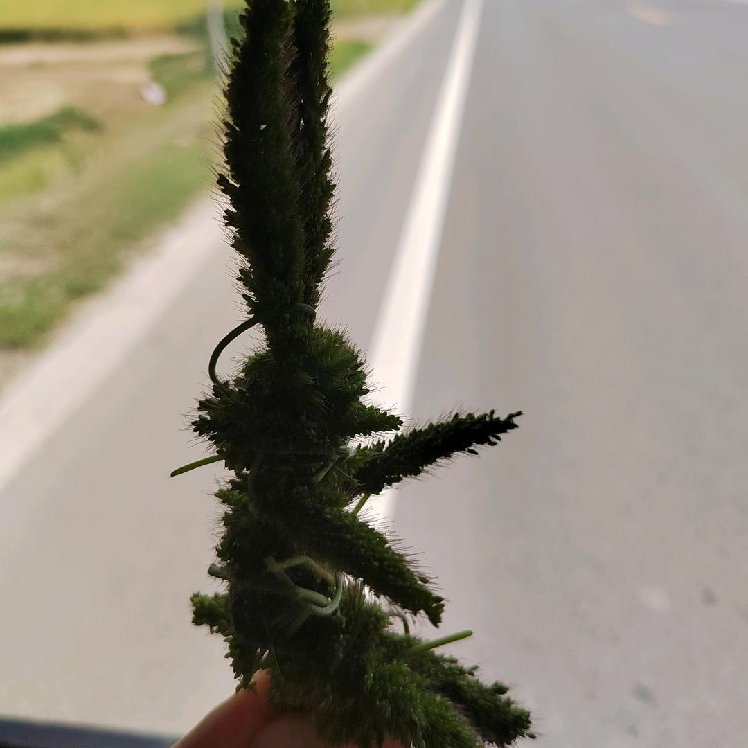 欢快的兔子
