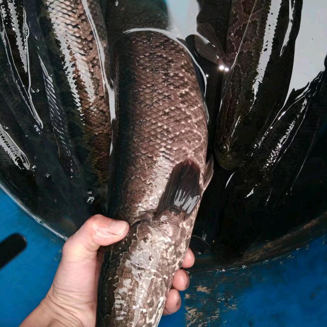 hello_云先森《立云水产》