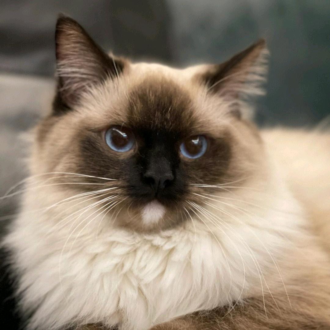 汤圆是只猫。
