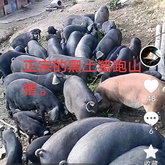 兵哥养殖黑土猪，跑山猪，