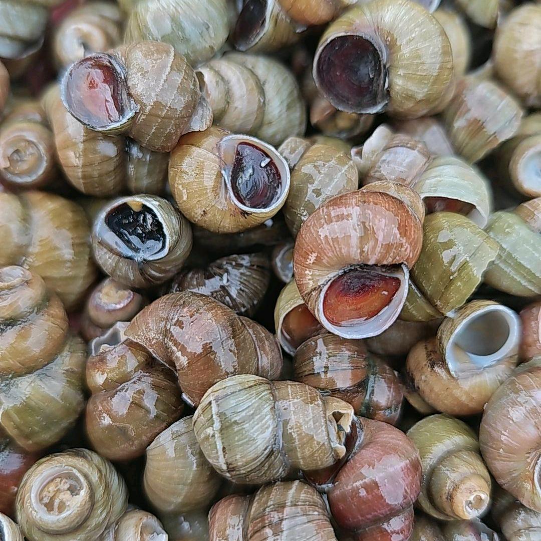 凌家塘思雨水产商行