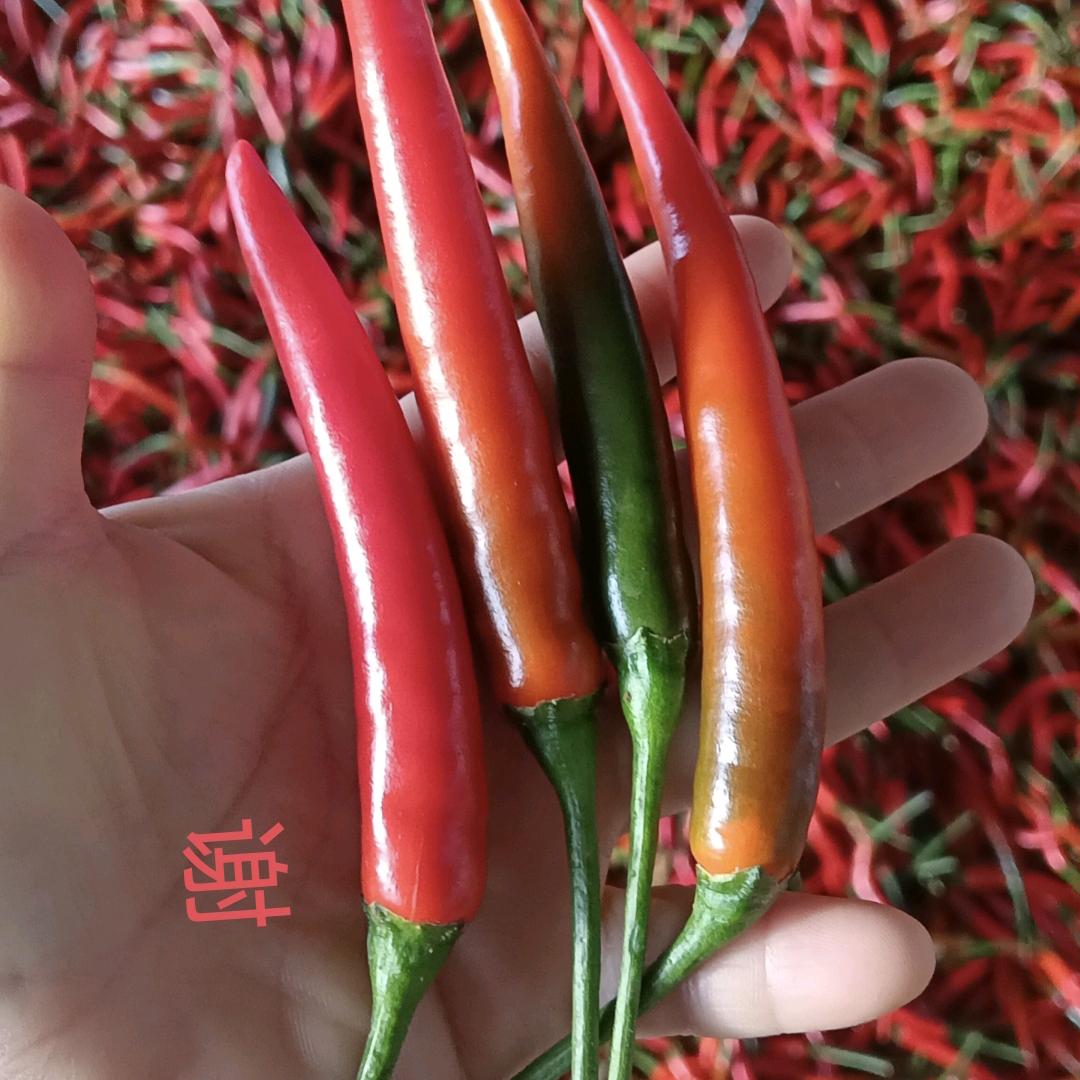 辣椒🌶小谢