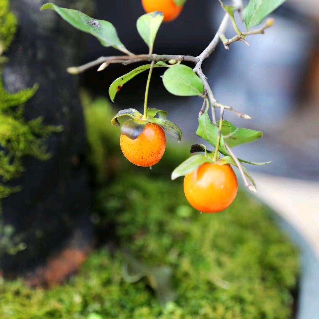 蜜糖暖水果批发