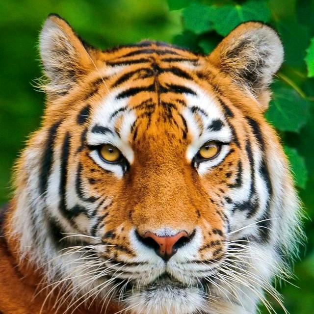🐯阿虎🐯