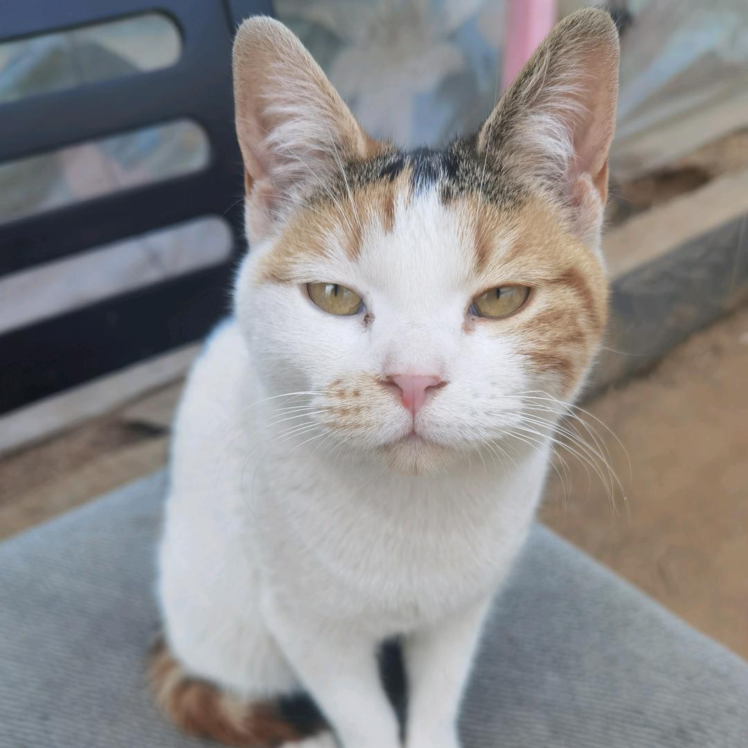 猫咪老师