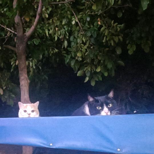 奶牛猫白小探