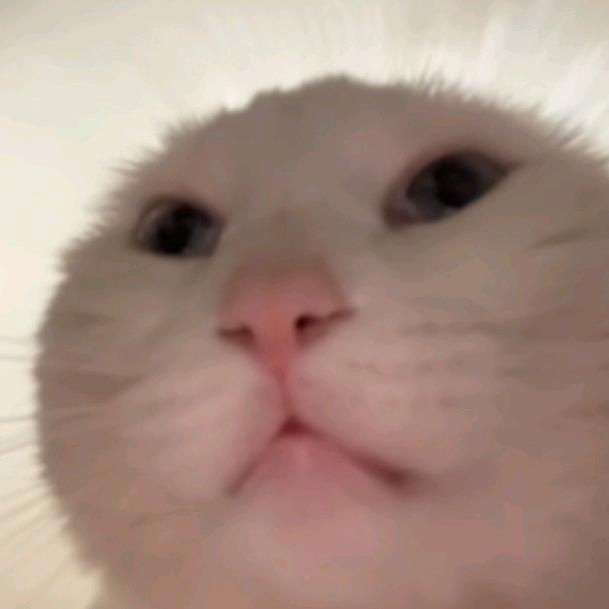 LGVV