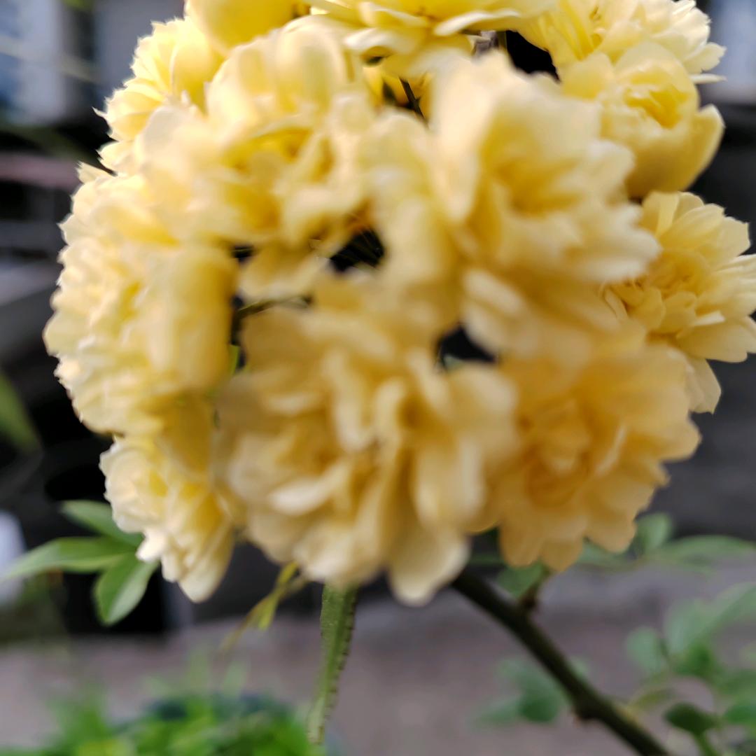 敏姐《嘉棋》！…………邓锅柴火牛庄