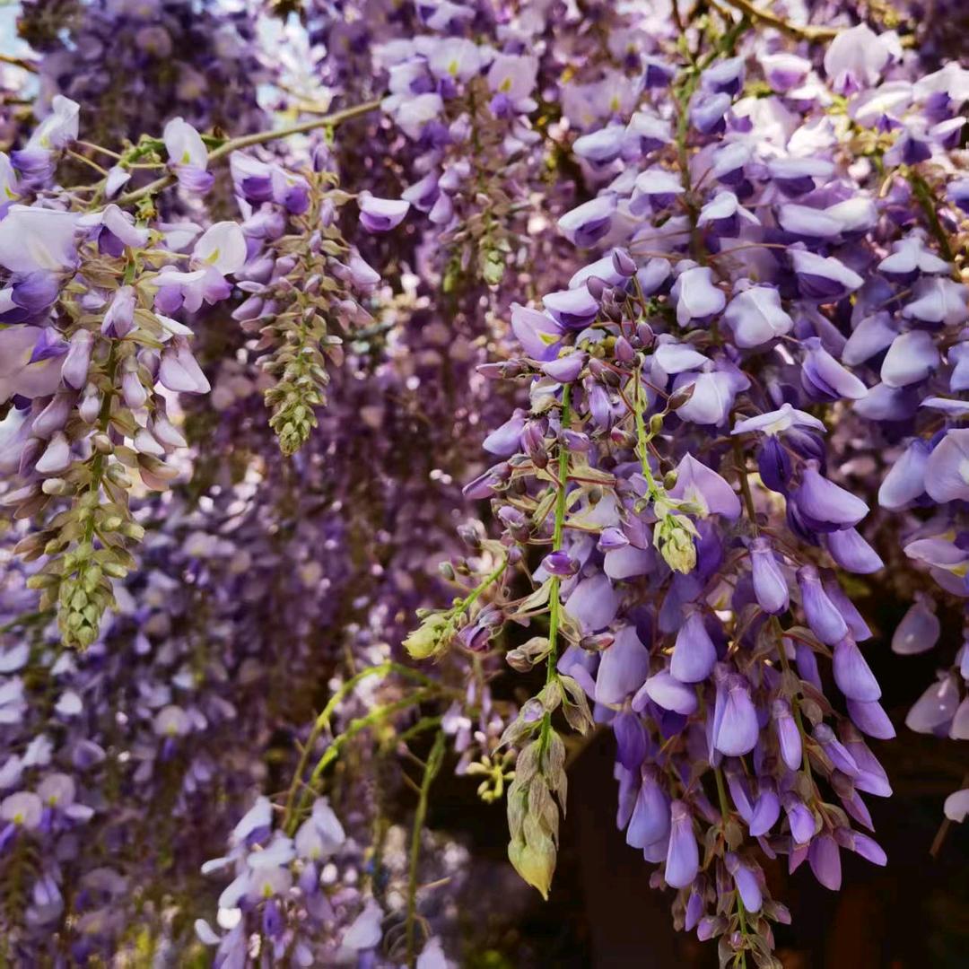 好时节