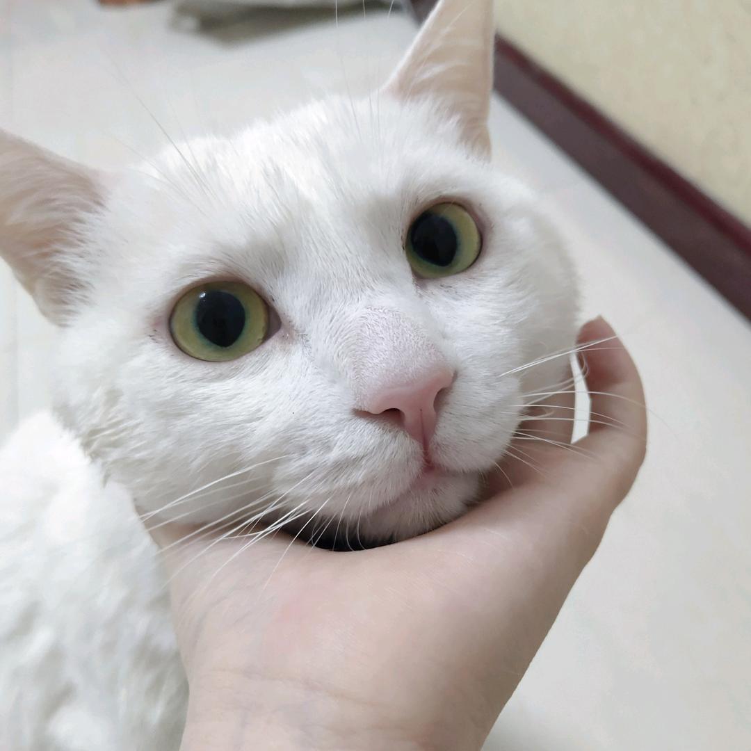 辣鸡今天带娃了吗