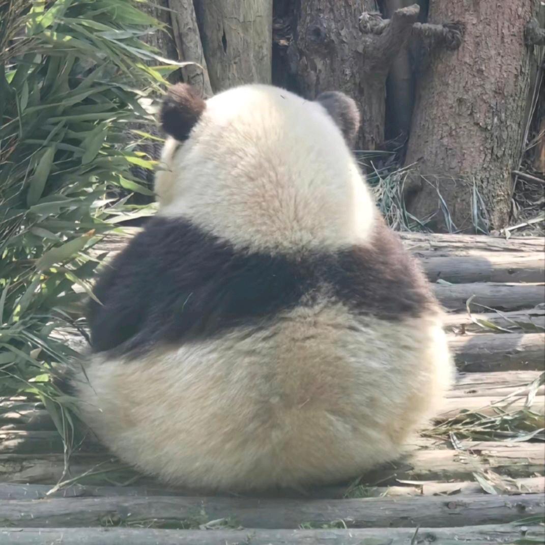 奶油泡傅📷