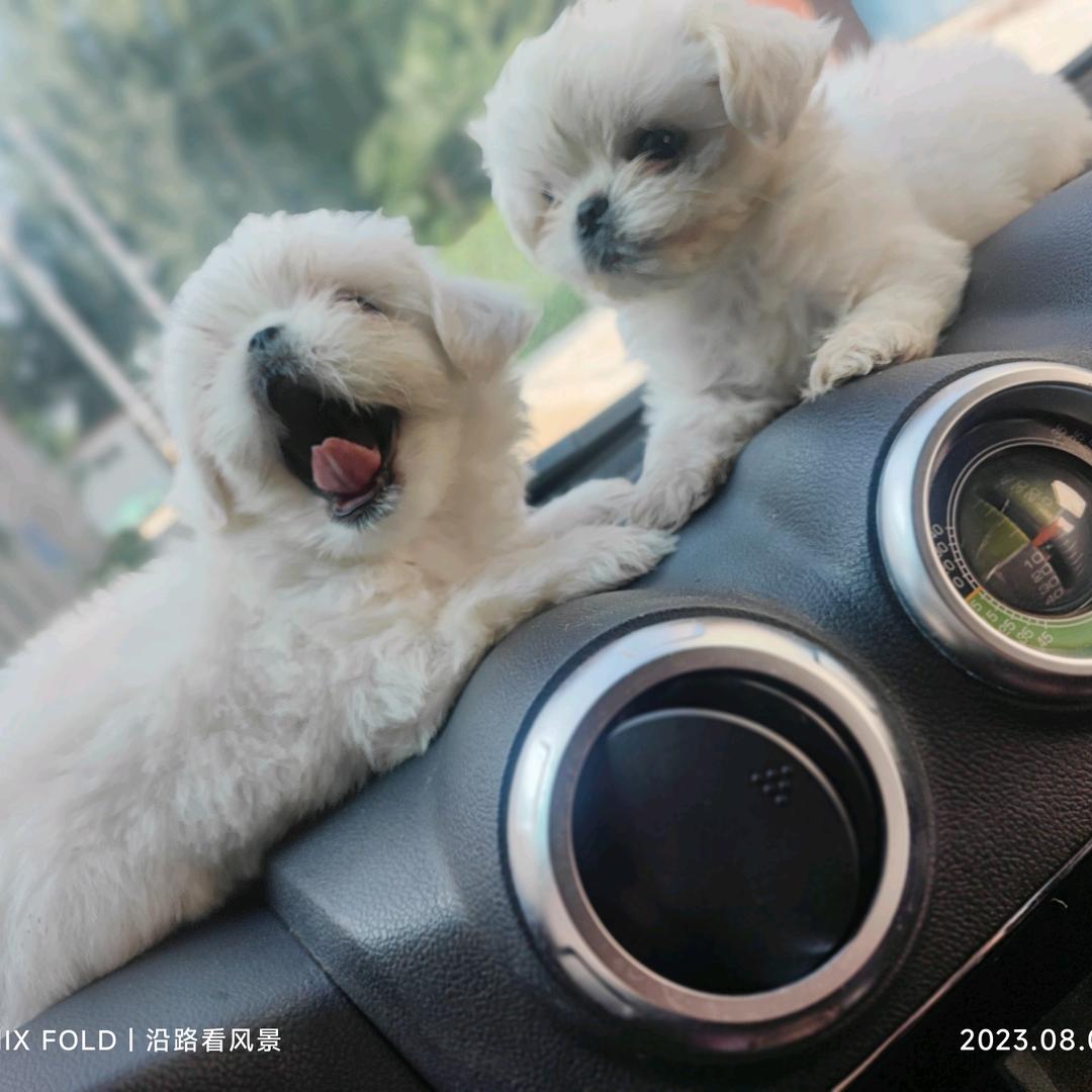 马尔济斯 约克夏 宠乐园