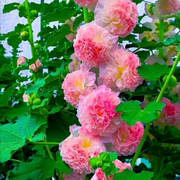 花园花卉