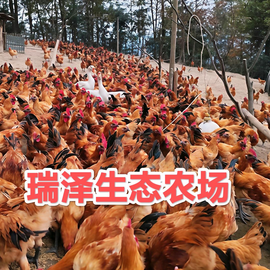 湘N森林养殖（助农）